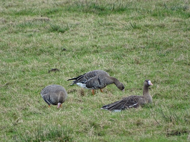 进攻实力 进攻实力